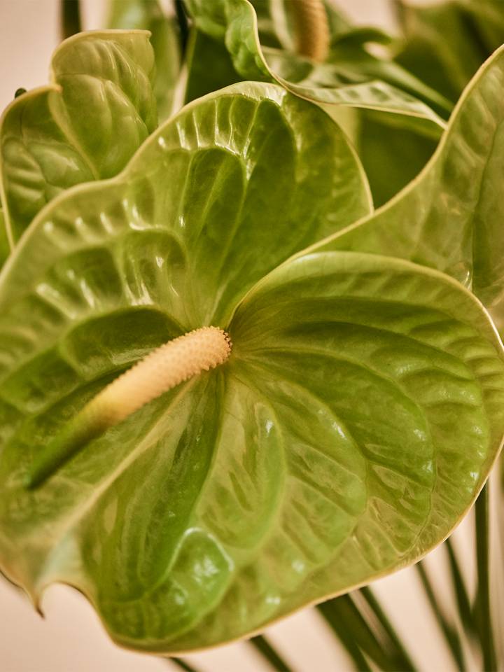 Anthurium