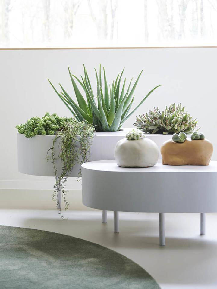 trendcollectie_herfst_2020_succulenten_low