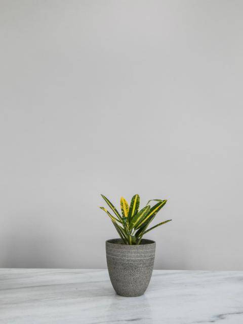 Codiaeum