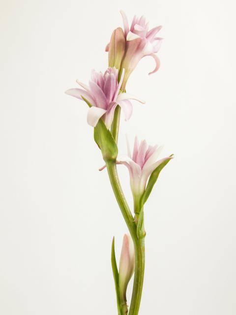 tubererosetubercosebbh_20202837-2