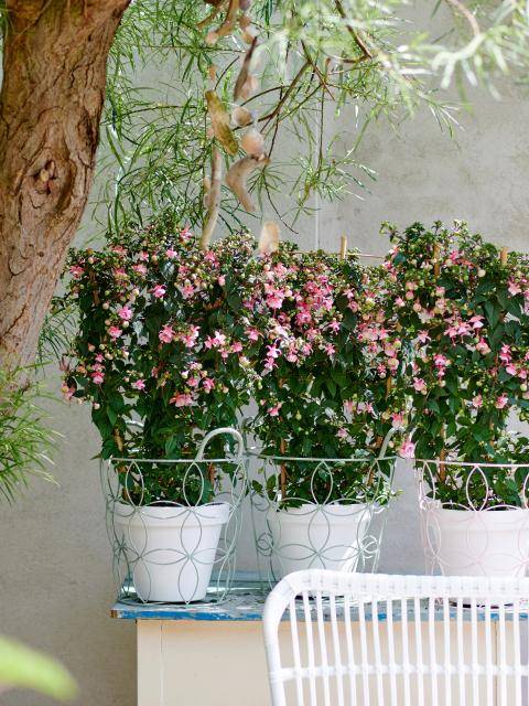 Fuchsia