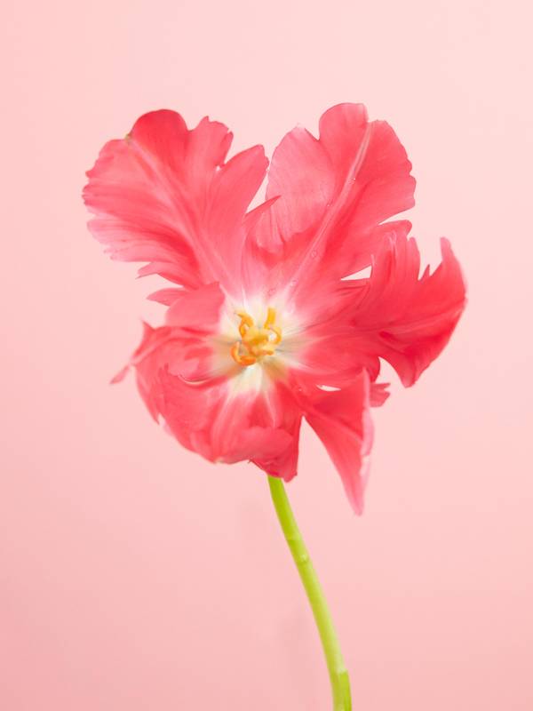 tulp openBBH 20202769-2
