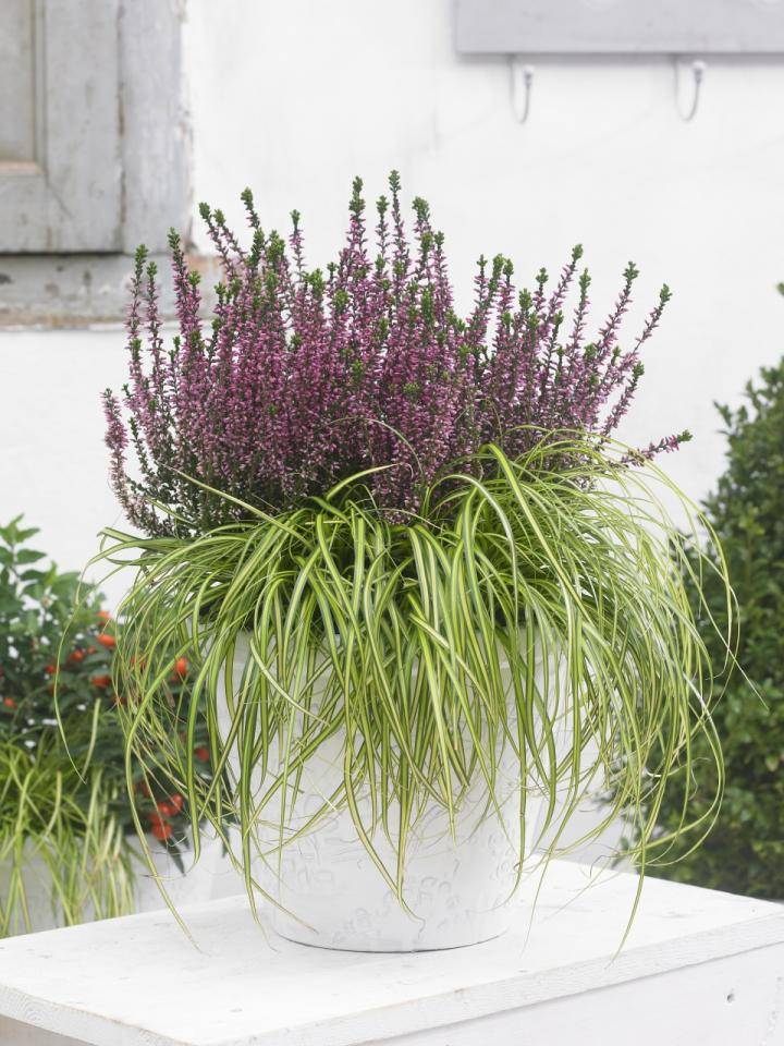 tvdm_sep_2015_calluna_06