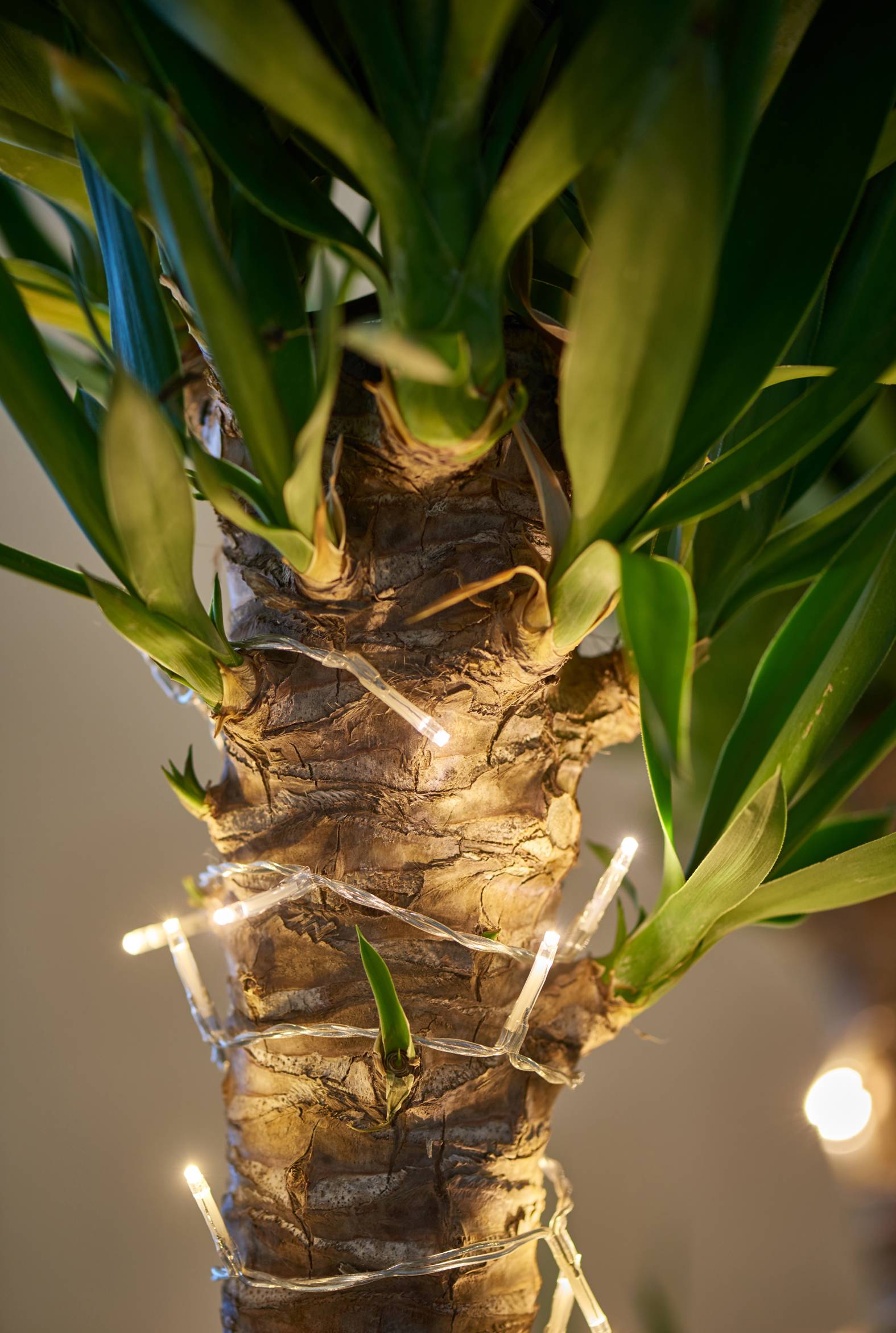 Yucca close up met kerstlampjes