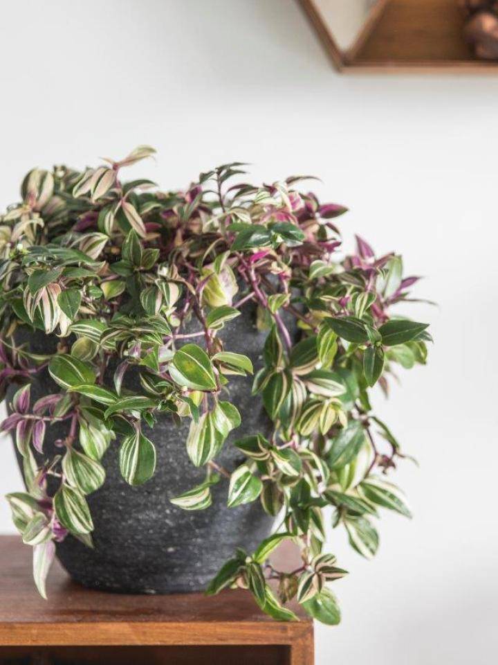 vaderplant_dichtbij