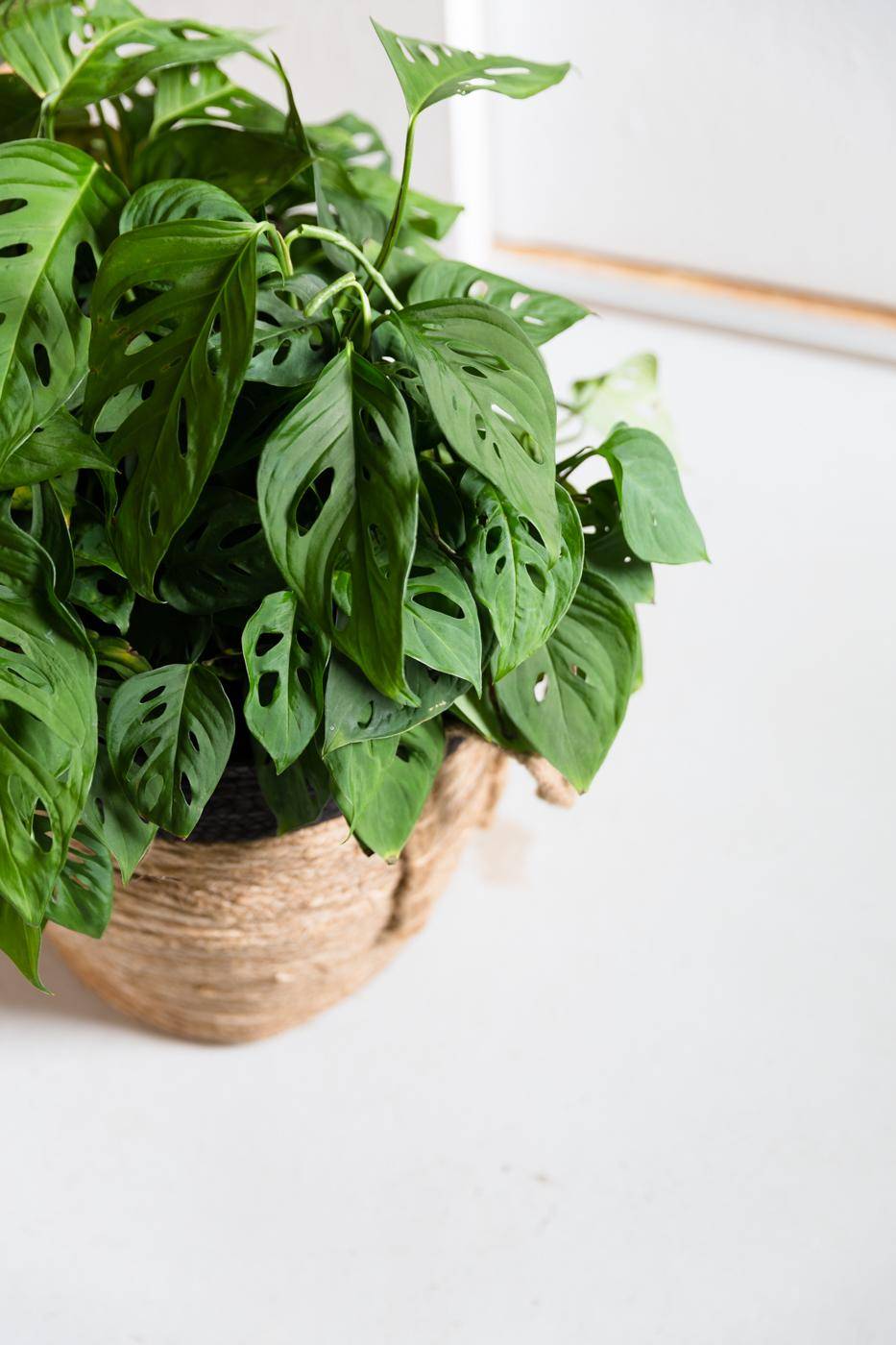 Vingerplant in pot
