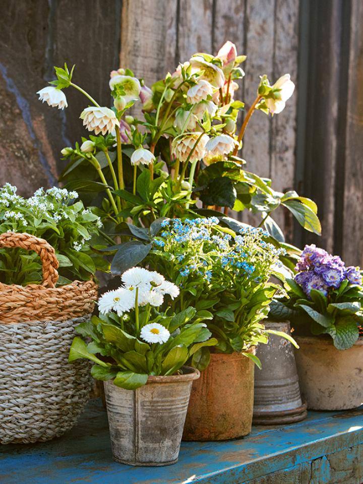 vroegbloeiende planten pot (1)