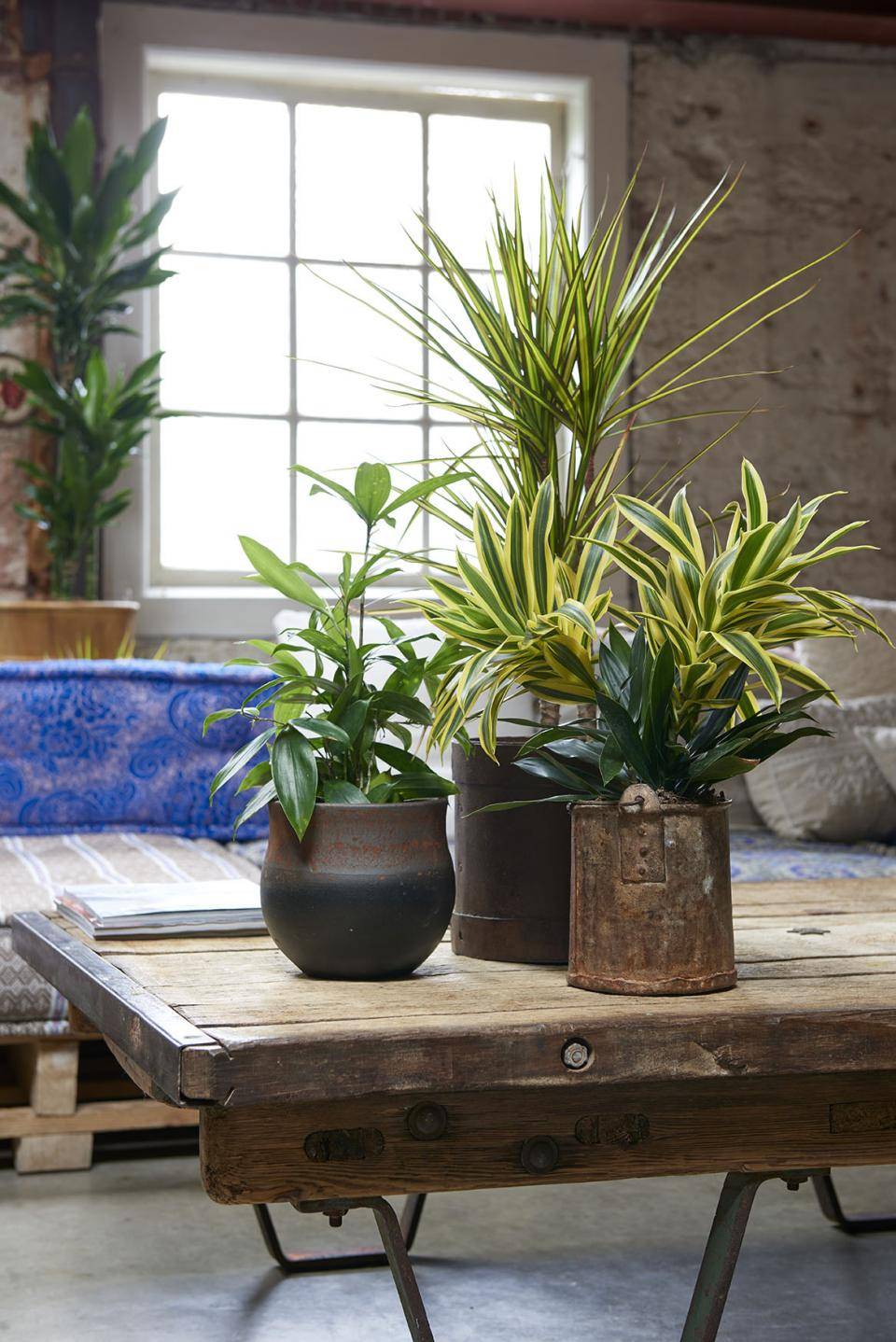 w1.dracaena.2018.9.low_