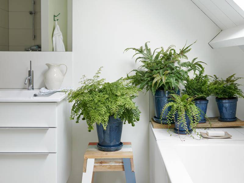 w5_badkamerplanten_adianthum_6preview