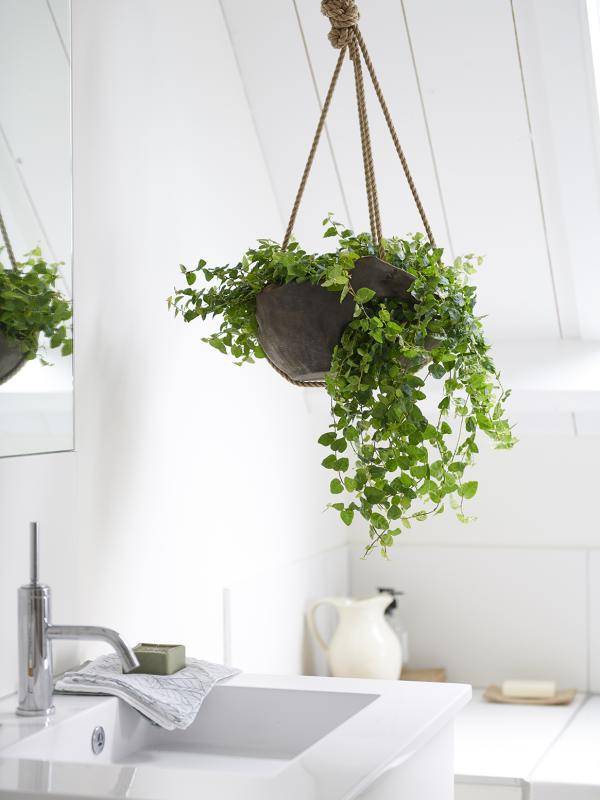 w5_badkamerplanten_ficus_pumila_7preview
