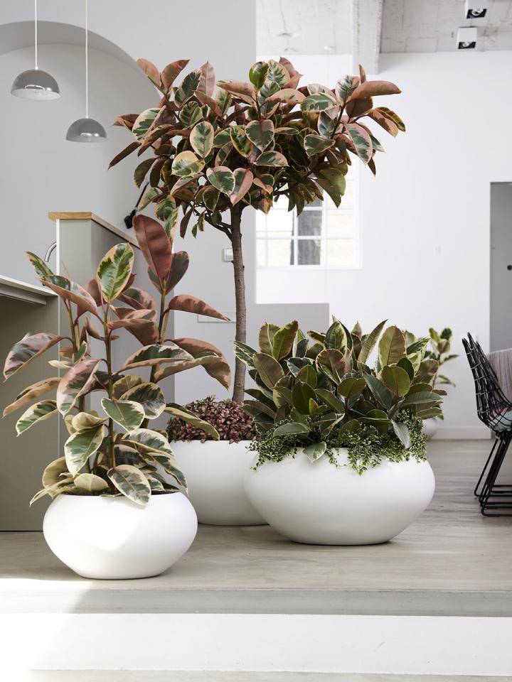 w8_ficus_2019_1a_lowres
