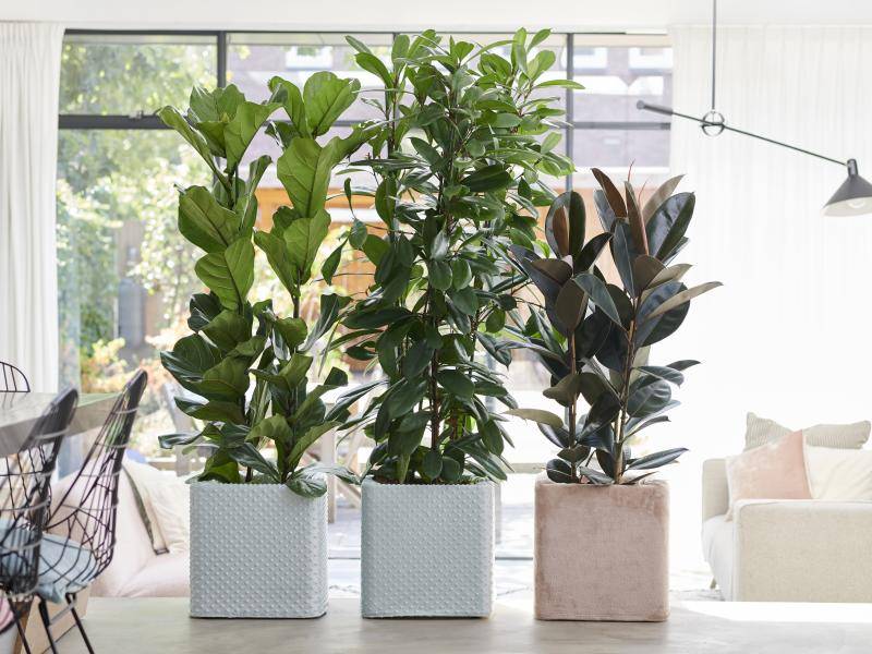 w8_ficus_2019_4_med_2