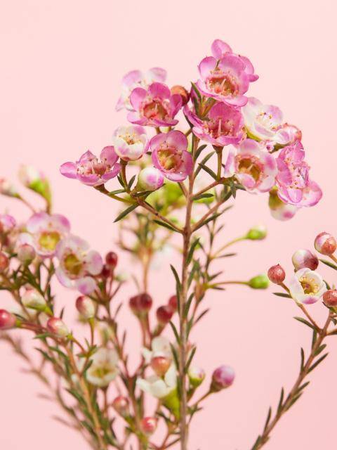 waxflowere