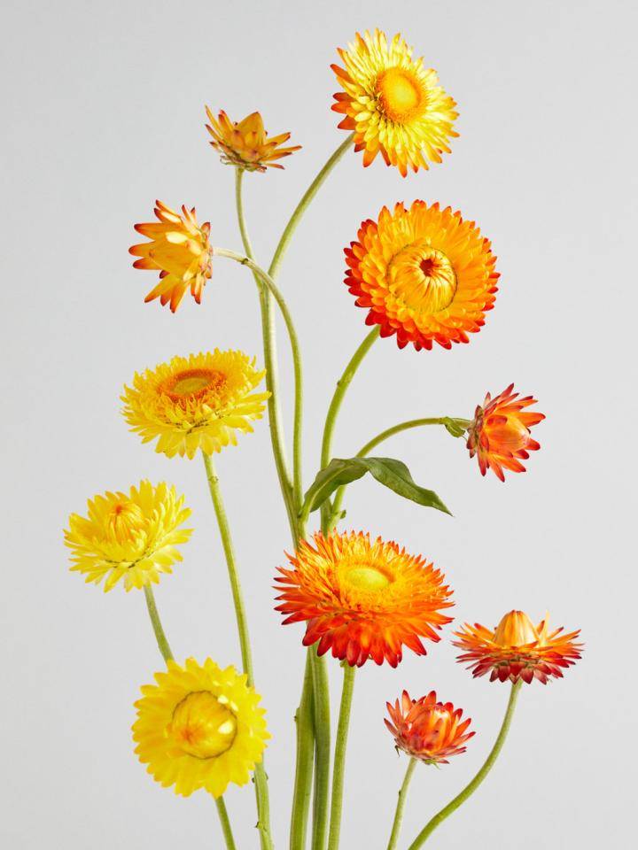 Boeket van gele, oranje en rode bloemen met lange groene stelen tegen een lichte achtergrond.