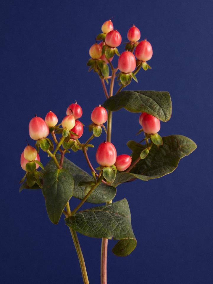 Hypericum