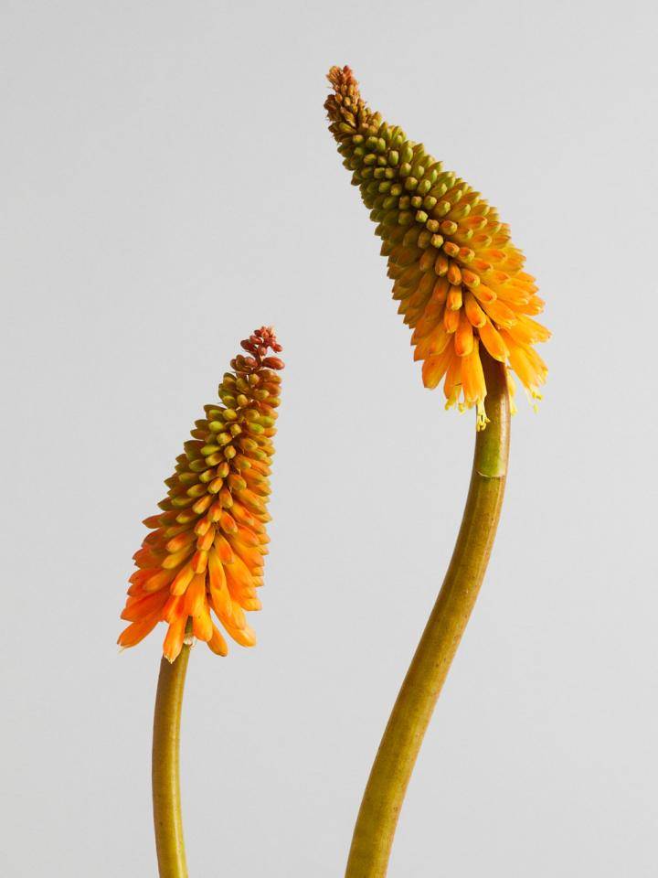 Kniphofia