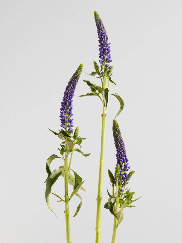 Drie paarse Liratius bloemen met groene stelen en bladeren tegen een witte achtergrond.