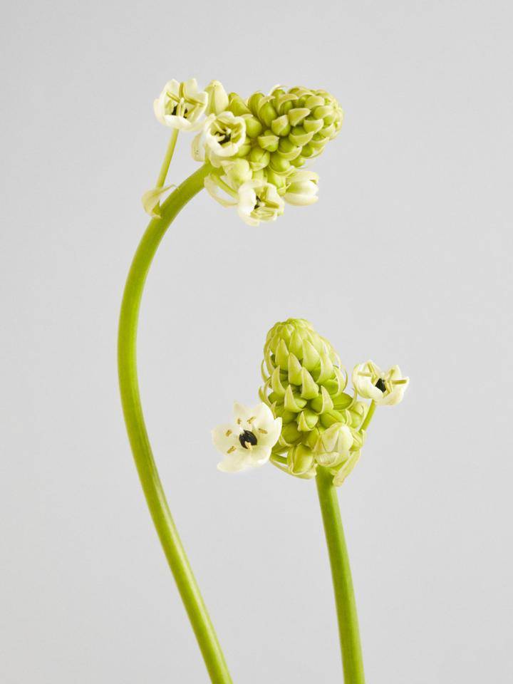 Ornithogalum bloemen in volle bloei met witte bloemblaadjes en groene stelen, perfect voor lentetuinen.