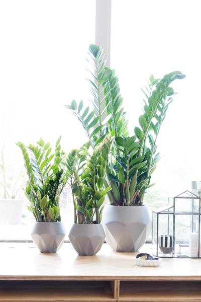 zamioculcas - Mooiwatplantendoen.nl - 6d882ba8-d3d8-4438-a364-71bd902b90d2