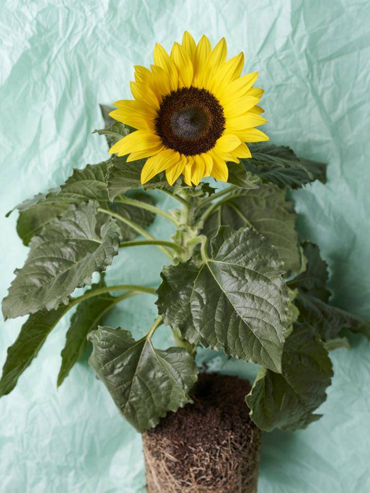 zonnebloem_mooiwatplantendoen_0