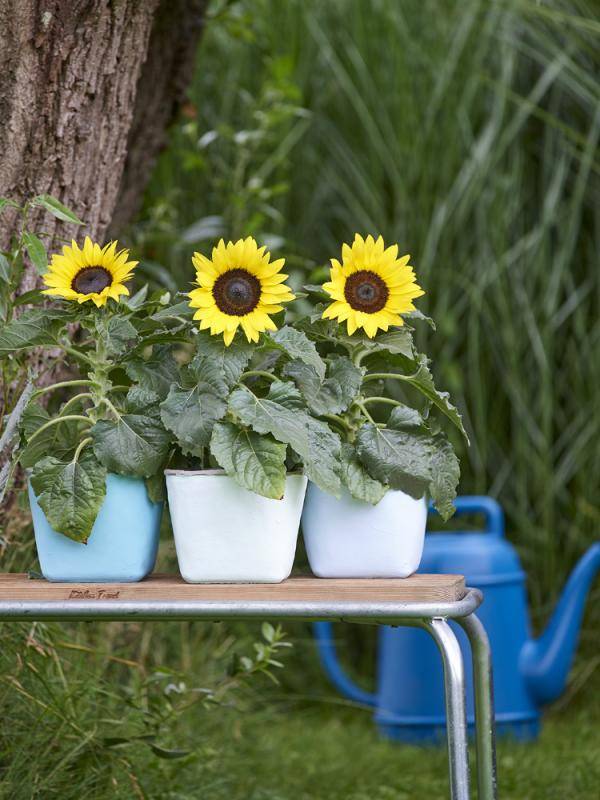 zonnebloem_mooiwatplantendoen_2