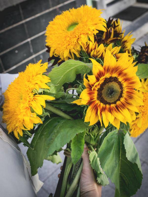 zonnebloemen